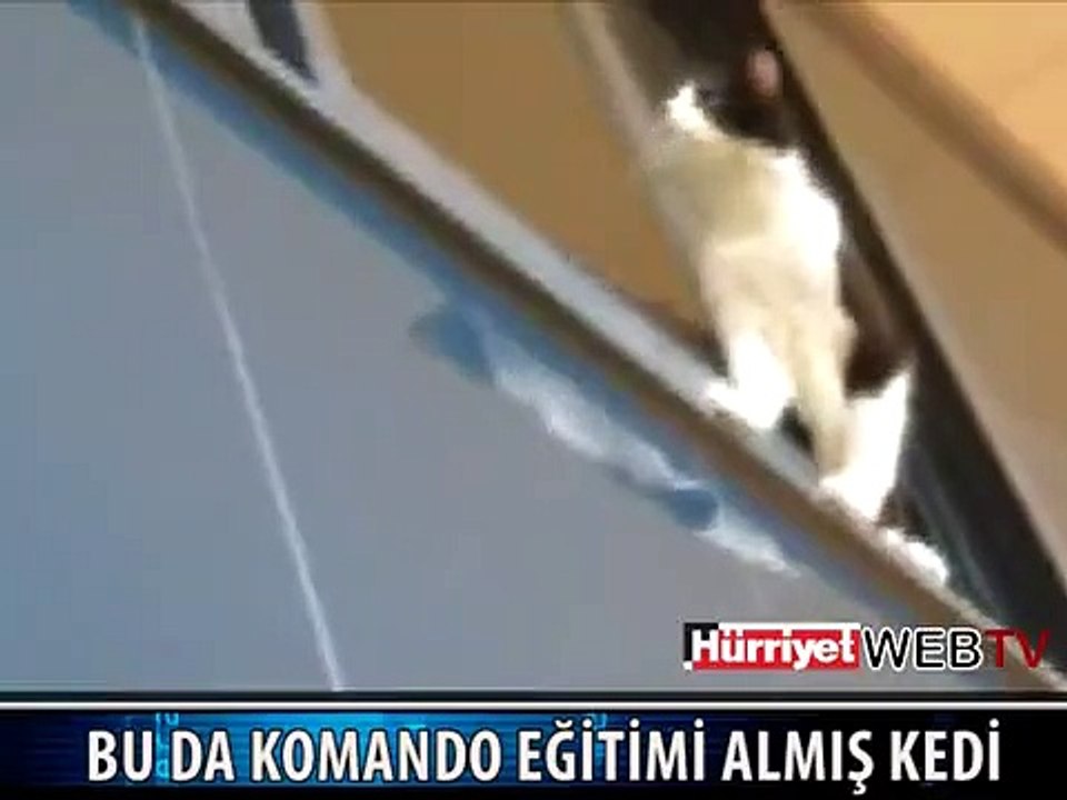 İŞTE KOMANDO KEDİ