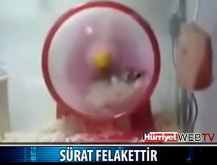 AŞIRI HIZ YAPAN FARE