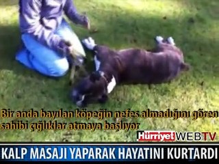 KÖPEĞİ KALP MASAJI İLE KURTARDI