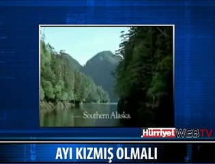 AYI ÇOK KIZMIS OLMALI