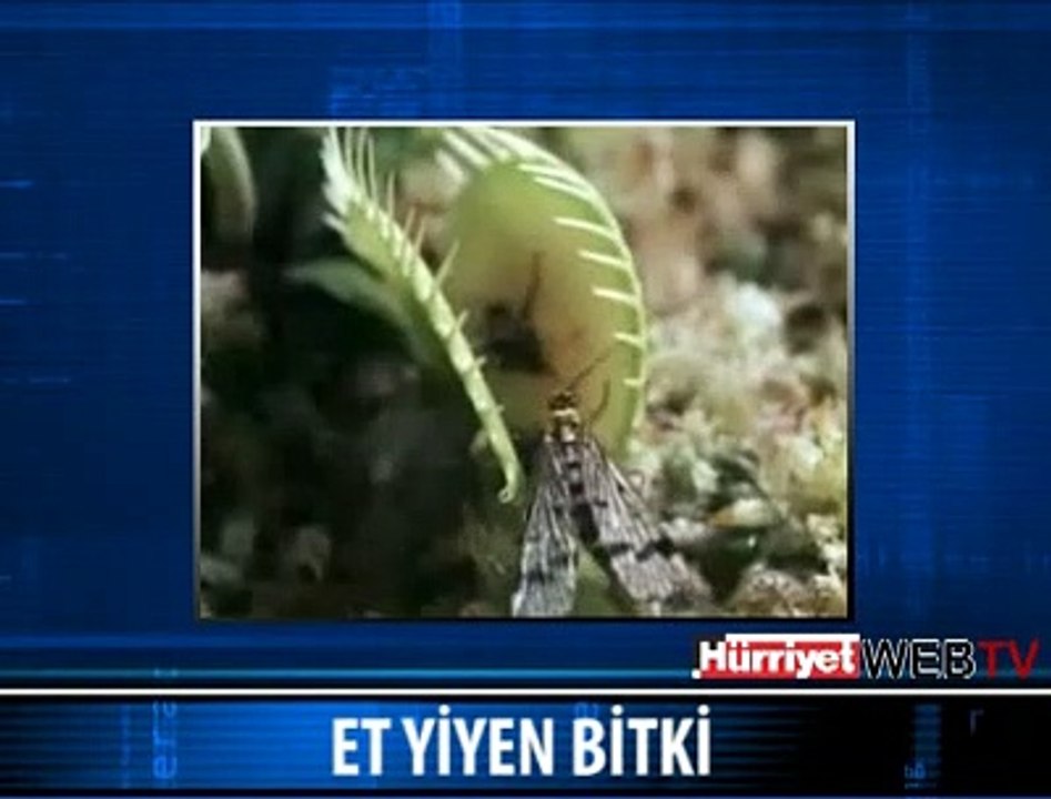 EMEREK ÖLDÜRÜYOR