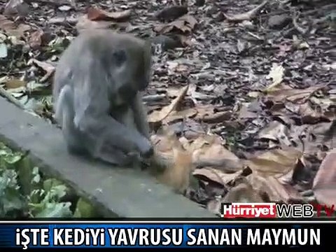 KEDİYİ YAVRUSU SANAN MAYMUN