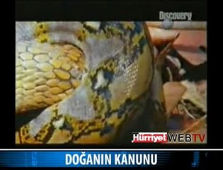YILAN YILANI BÖYLE YEDİ