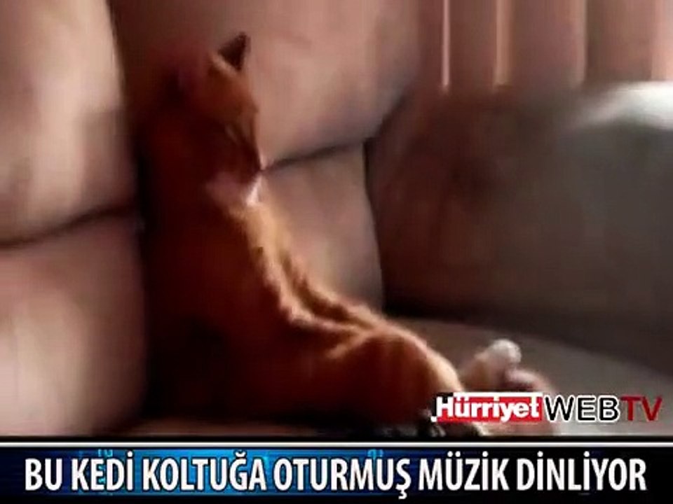 EVDE TELEVİZYON KEYFİ YAPAN KEDİ