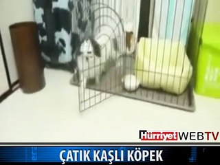 İNSAN YÜZLÜ KÖPEK
