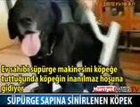 SÜPÜRGE SAPINA KIZAN KÖPEK