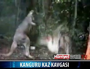 KANGURU VE KAZ KIYASIYA KAVGA ETTİ