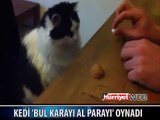 KUMAR OYNAYAN KEDİ