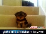 MERDİVENDEN KORKAN KÖPEK