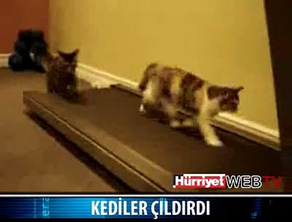 KEDİLER ÇILDIRDI