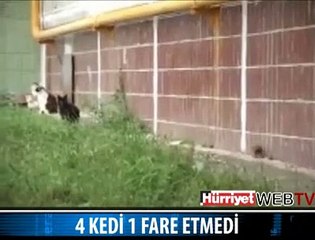 1 FARE 4 KEDİYE KAFA TUTTU