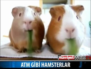 HAPUR HUPUR YEDİLER