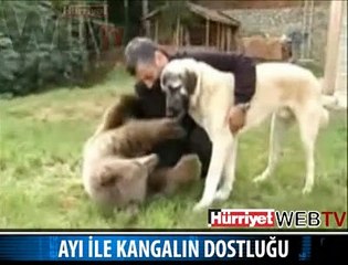 AYI İLE KANGAL ARKADAŞ OLDU