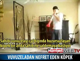 VUVUZELADAN NEFRET EDEN KÖPEK