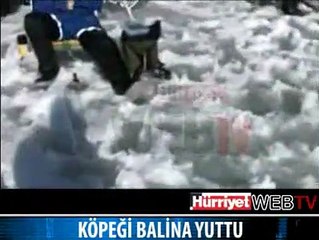 BALİNA KÖPEĞİ YUTTU