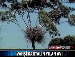 VAHŞİ KARTAL YILANI BÖYLE PARÇALADI