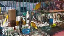 سوق المنصف باي تونس / سوق الطيور
