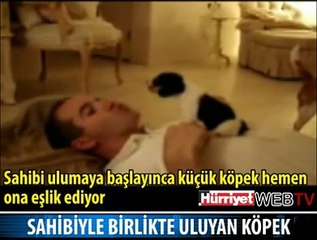 BU KÖPEK GÖRENLERİ HAYRET ETTİRDİ