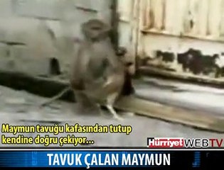 HİÇ TAVUK ÇALAN MAYMUN GÖRDÜNÜZ MÜ