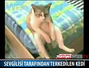 EFKARLI KEDİ