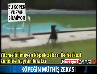 KÖPEĞİN MÜTHİŞ ZEKASI