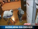 BUZDOLABINA DUA EDEN KEDİ