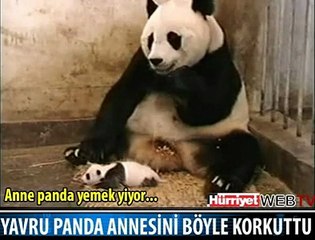 ANNE PANDA'NIN ÖDÜ KOPTU