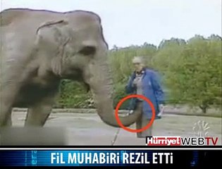 FİL CANLI YAYINI KARIŞTIRDI