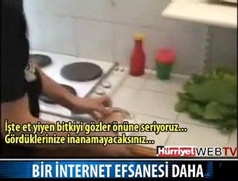 HAMBURGER YİYEN BİTKİ