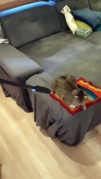 charge the cat