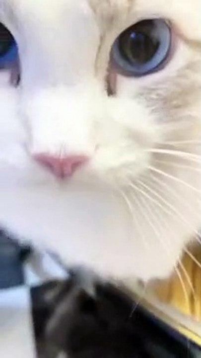 hallo cat