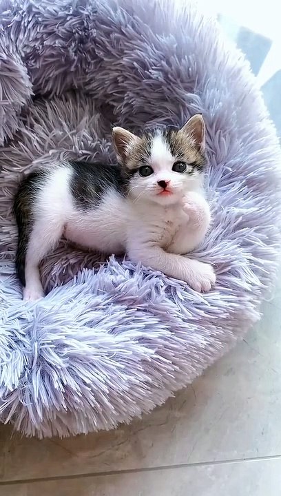 kitty sleep