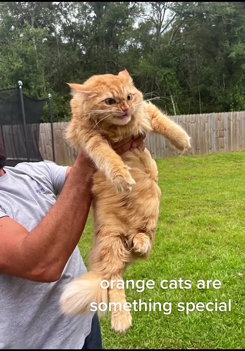 orange cat are something special (309)