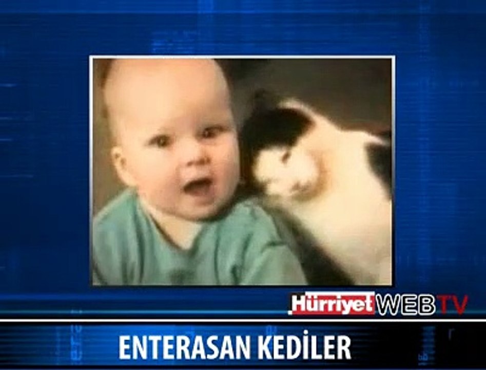 ÇILGIN KEDİLER