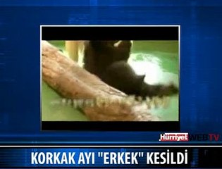 KORKAK AYI AYI OLDUĞUNU HATIRLADI