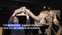 Zéphyr, iguanodon du Jurassique supérieur, en vente aux enchères à Paris