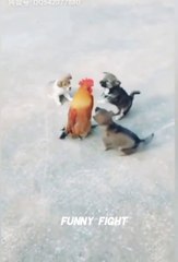 Funny animals fight scene  Funny very animal video