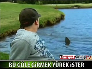 GOLF SAHASINI KÖPEK BALIKLARI BASTI