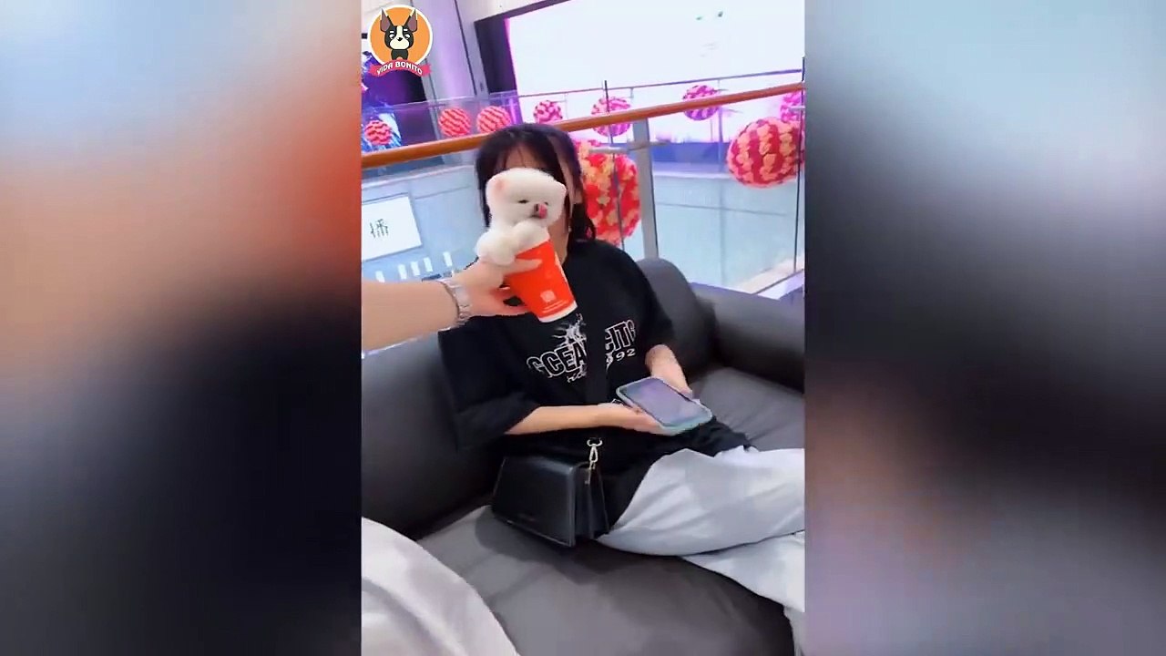 Animais engraçados 2022 - Cães fofos fazendo coisas engraçadas _ Cães engraçados