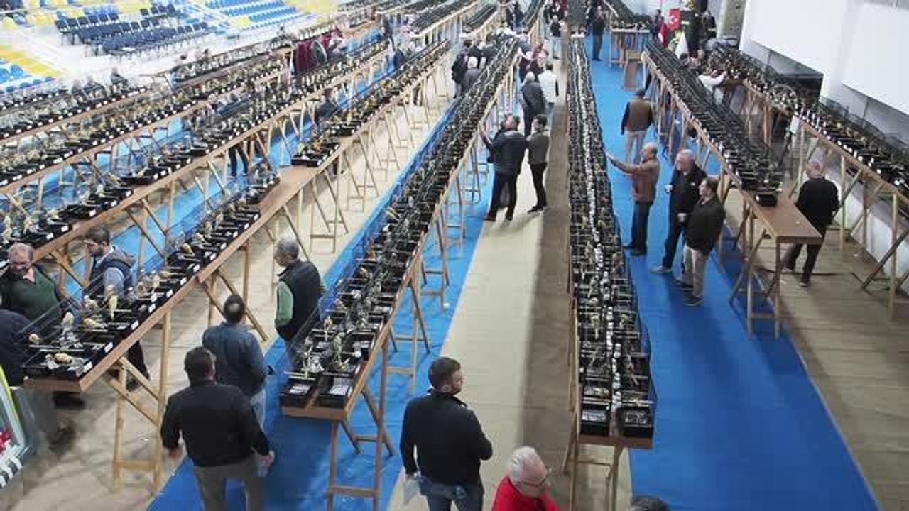 BALIKESİR - "Kanarya Güzellik Yarışması" yapıldı