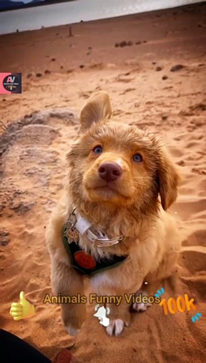 Cute Baby Animals Video Compilation | Cute Puppy | Little Dog Videos | Animals Funny Videos