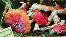 Messina, funghi protagonisti della mostra allestita al centro Polivalente dell'azienda forestale ai Colli Sarrizzo