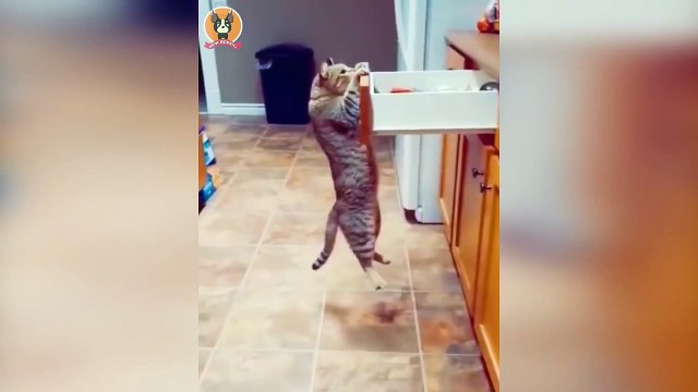 Animais engraçados 2022 - Cães e gatos fofos fazendo coisas engraçadas #2