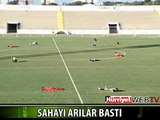 SAHAYI ARILAR BÖYLE BASTI