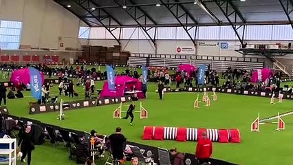 Dog Showing training skills Video 2022