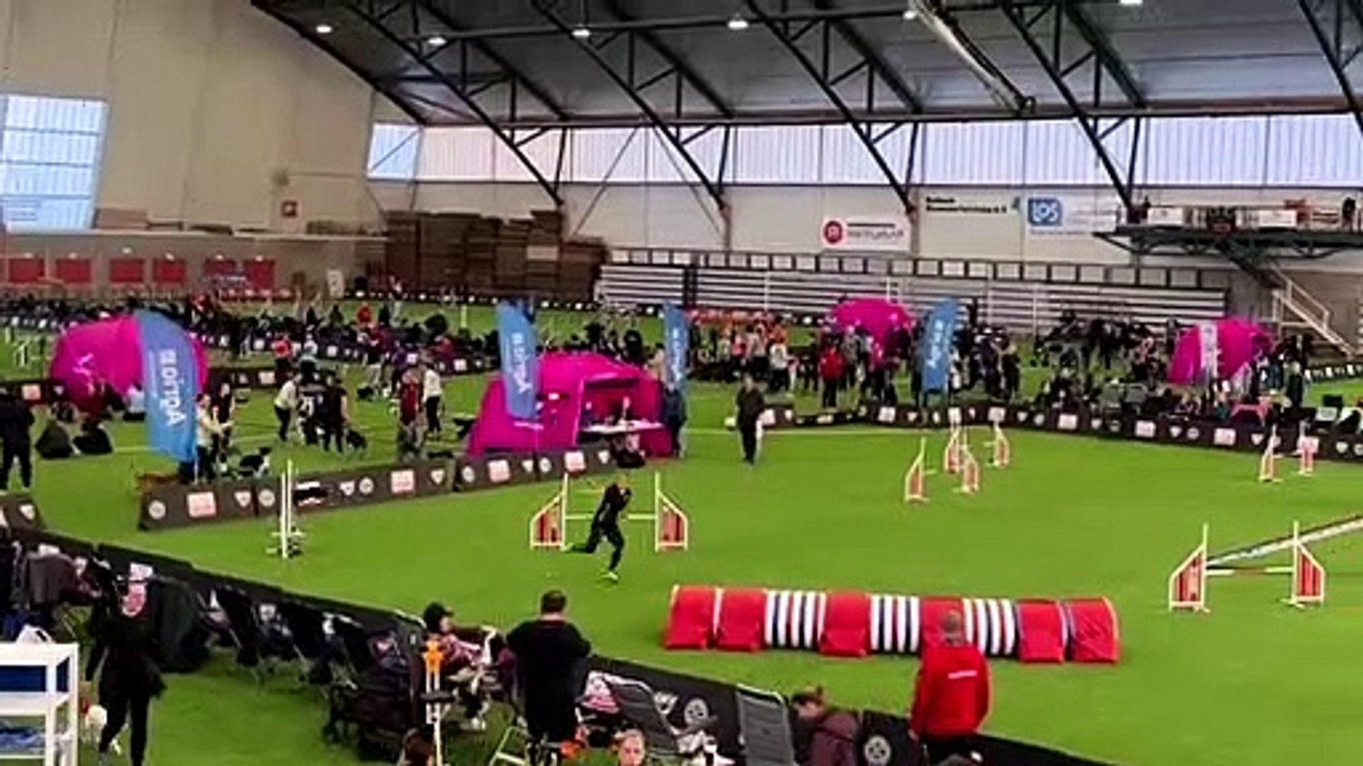 ⁣Dog Showing training skills Video 2022