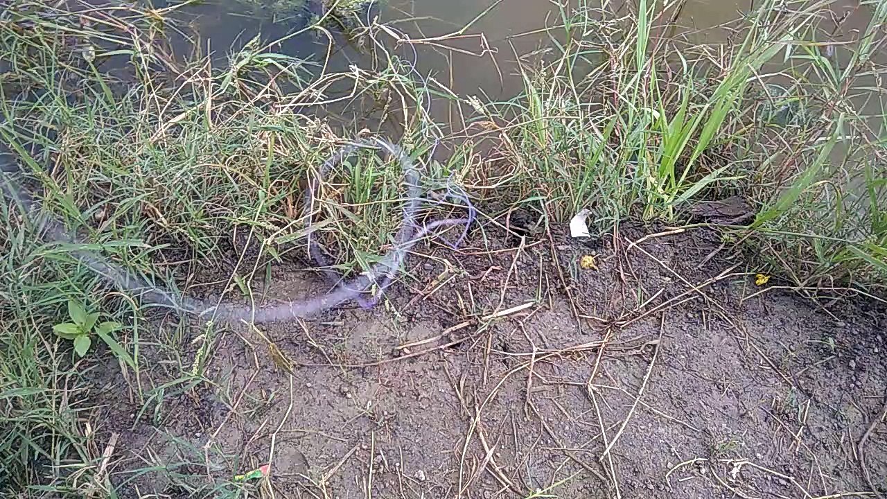 Fish pakad ne wala