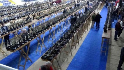 Van genel haberleri... Edremit'teki bu yarışmaya 2 bin Yorkshire ırkı kanarya katıldı