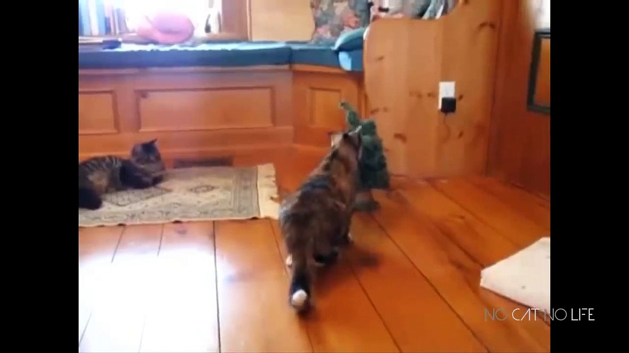 Scaredy Cats ...