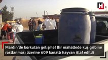 Mardin'de korkutan kuş gribi vakası